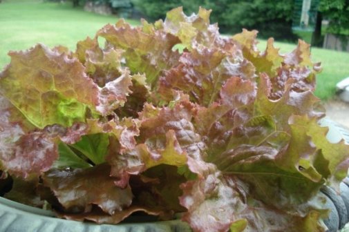 1936827_1166502650512_3619634_n