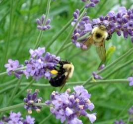 945791_10201677728132757_1137575993_n