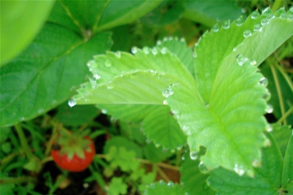 Growing Strawberries