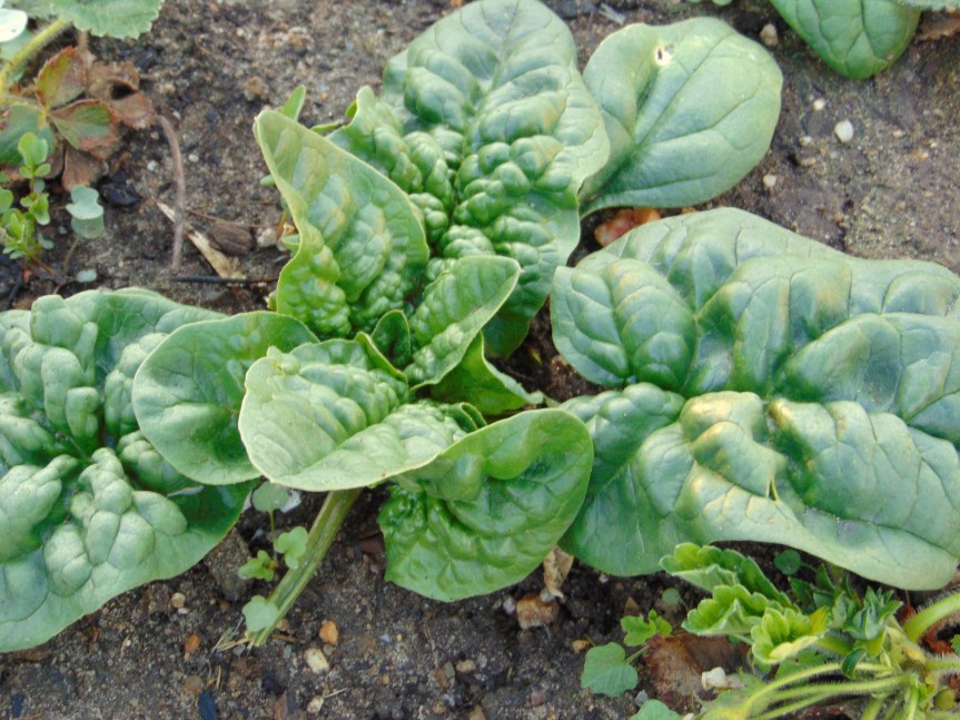 Growing Spinach