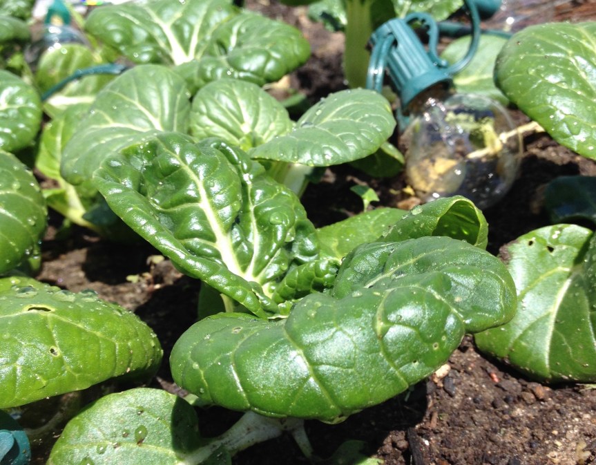 Growing Bok Choy
