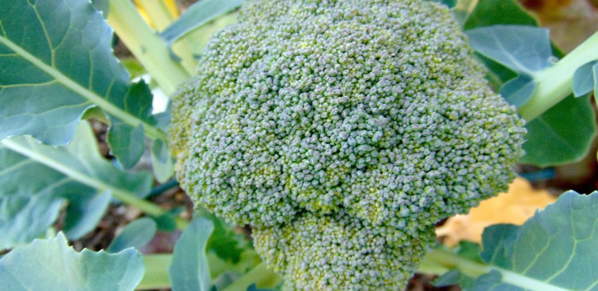 Growing Broccoli