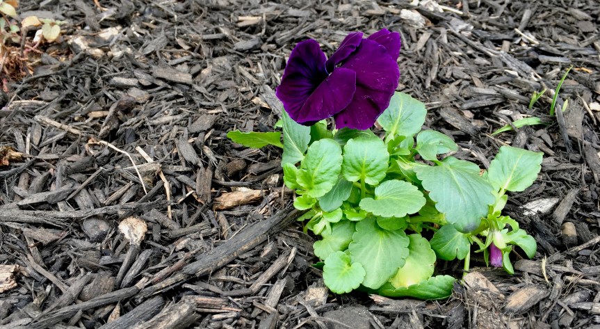 Spring Garden Clean Up: The Winter That Wouldn’t&nbsp;Quit